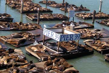 Ver focas Pier 39